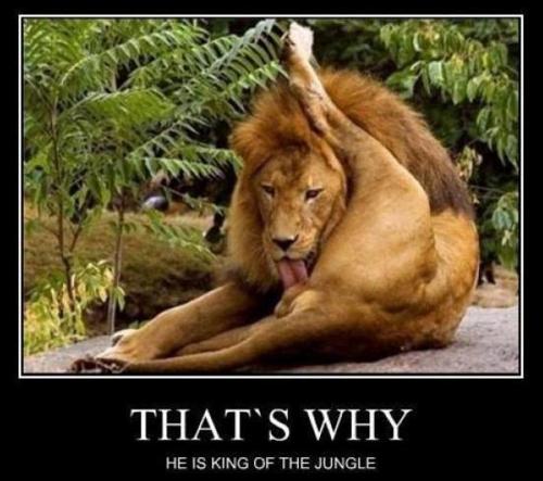 King of the Jungle that's why he is